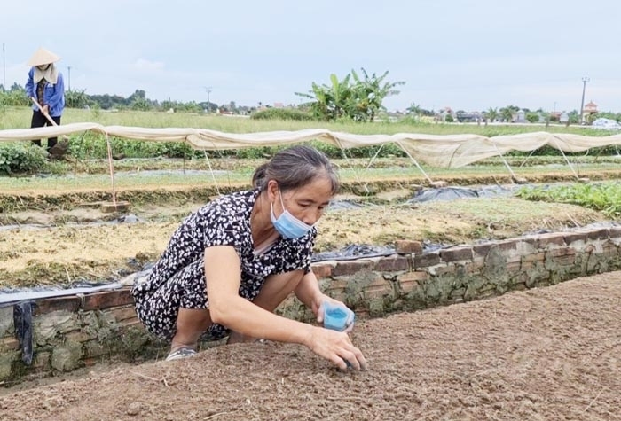 Tăng hơn 100 ha rau màu vụ hè thu 